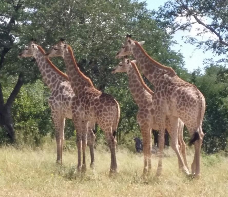 Mwandi View Hotell Kavimba Eksteriør bilde